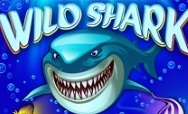 Wild Shark